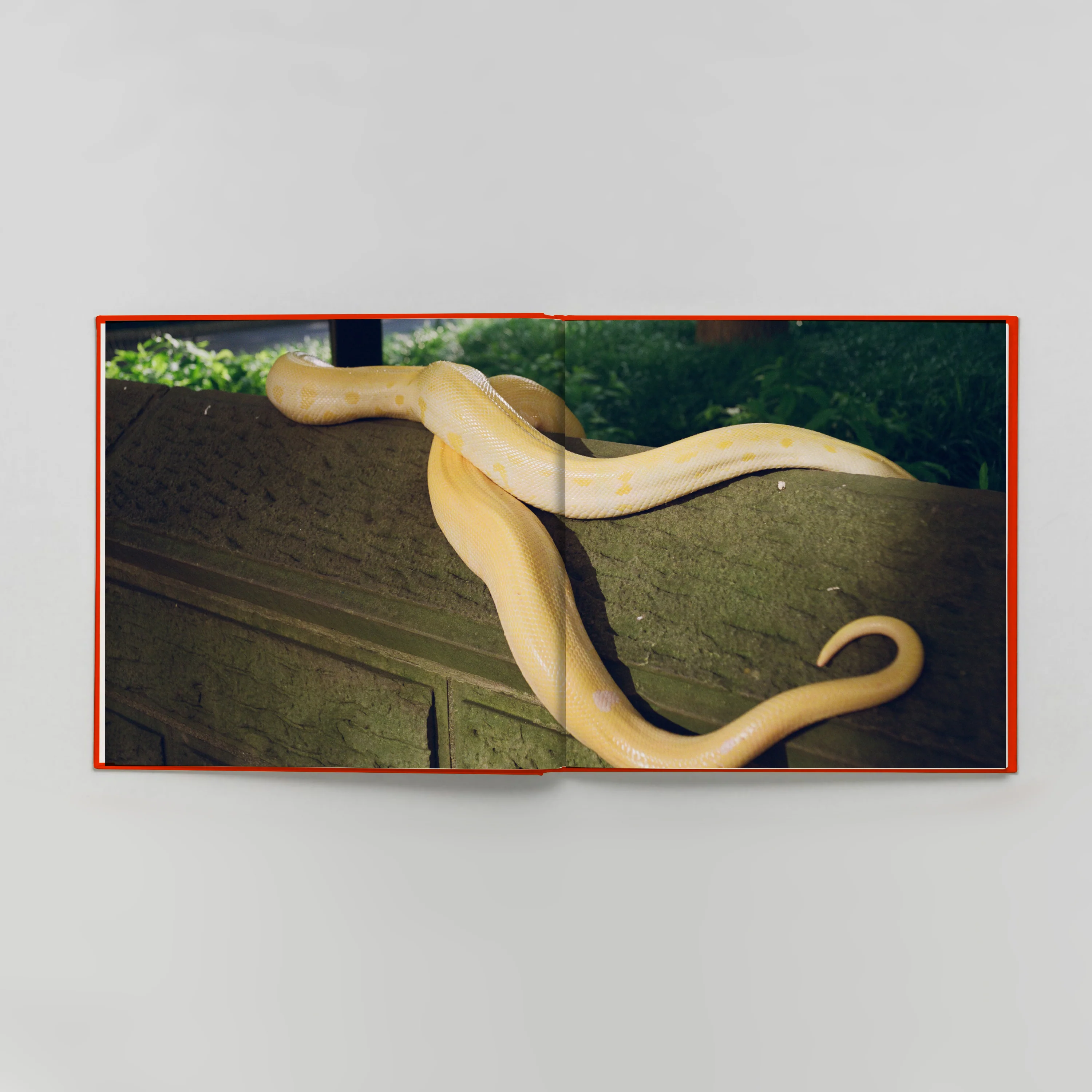 BOOK book - Image 3